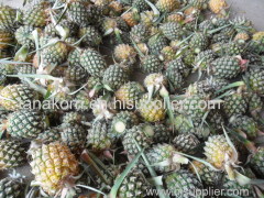 PINEAPPLE ( PHU LAE )