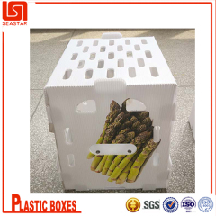pp corrugated asparagus box for fruit and vegetable storage