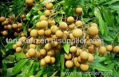 Fresh Longan from Thailand