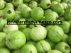 Fresh Guava with High Quality