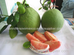 High Quality Fresh Pomelo