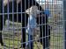 Galvanized Before Welding Horse Panels - No Burrs &amp; Safe