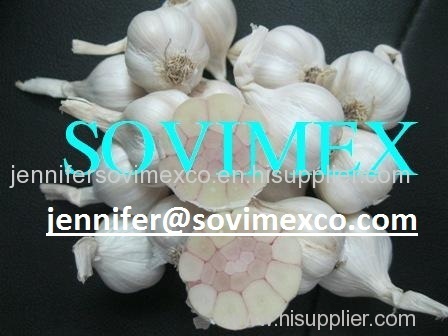 Vietnam Fresh White Garlic