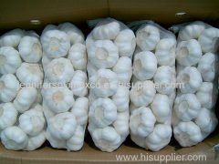 Vietnam Fresh White Garlic