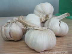 Vietnam Fresh White Garlic