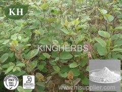 Polygonum Cuspidatum Extract (Resveratrol / Polydatin)