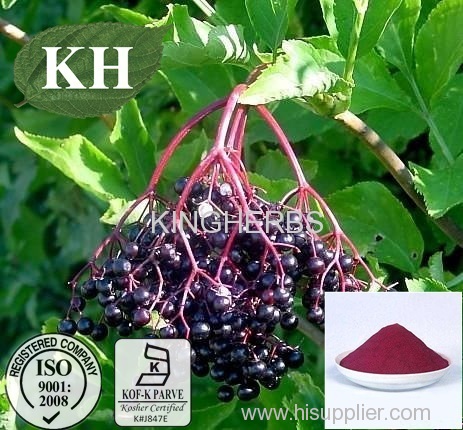 Elderberry Extract /Anthocyanidins/ Anti-oxidant