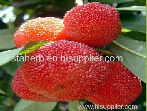 china bayberrybark extract p. e