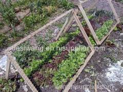 Garden Used Chicken Wire