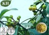 High Quality Loquat Leaf Extract