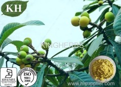 High Quality Loquat Leaf Extract