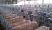 Austar adjustable hot dip galvanized pig sow farrowing crates pen China manufacturer