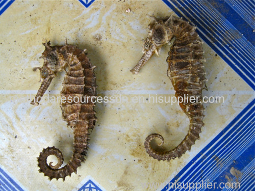 Seahorse Sea cucumber sea products