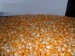 YELLOW CORN FOR ANIMAL FEED