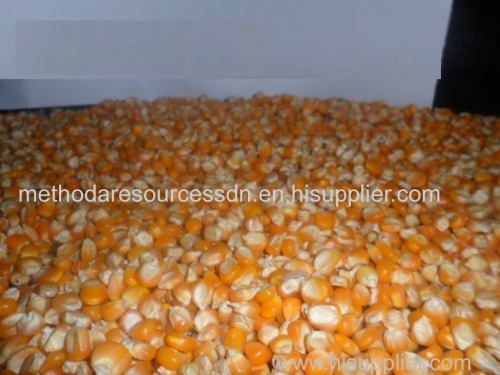 YELLOW CORN FOR ANIMAL FEED