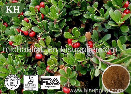 Natural Bearberry Leaf Extract Arbutin 99% for Skin Whitening