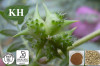 Tribulus Terrestris Extract Protodioscin and Tribulus Saponins