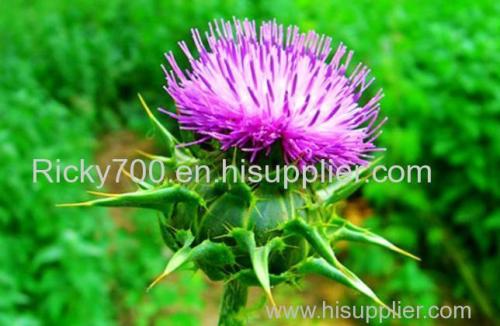 Milk Thistle Seed Extract (Silymarin)