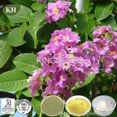 Weight Loss Ingredients Banaba Leaf Extract