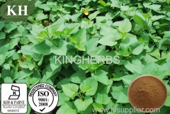 High Quality Sweet Potato Leaf Extract and Powder