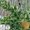 Butcher's Broom Extract Ruscosaponins 3%-26% by UV