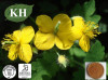 High Quality Celandine Extract and Powder 10: 1; 20: 1