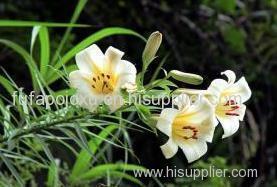 Wild Lily Extract Product Product Product