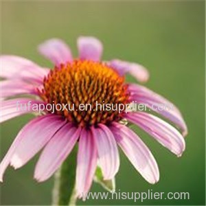 Echinacea Purpurea Extract Product Product Product