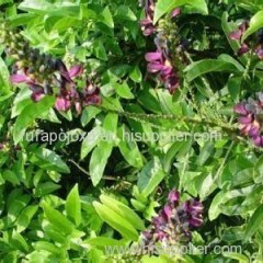 Millettia Extract Product Product Product