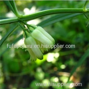 Extract Of Polygonatum Sibiricum