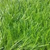 40mm Pile Height Artificial Turf/grass for Football Fields