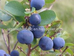 Anthocyanin 36% bilberry Extract / Dried Blueberry powder Extract