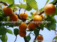 Bitter Apricot Extract Amygdalin