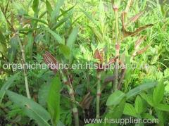 Polygonum cuspidatum extract resveratrol