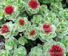 Rhodiola rosea extract / Rhodiola sachalinensis P.E.