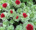 Rhodiola rosea extract / Rhodiola sachalinensis P.E.