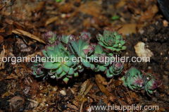 Rhodiola rosea extract / Rhodiola sachalinensis P.E.