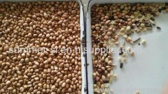 Color Sorter rice or grain color sorter machine with high precision high quality and low price