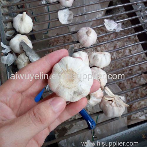 2017 best price garlic manufacturer in China