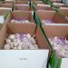 2017 best price garlic manufacturer in China