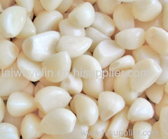 Normal white 4.5cm/5.5cm/6.5cm peeled china garlic