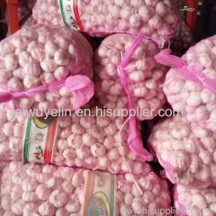 Unpeeled normal white 5cm/6cm mesh bag package garlics