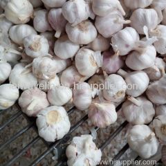 Unpeeled normal white 5cm/6cm mesh bag package garlics