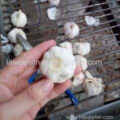 Unpeeled normal white 5cm/6cm mesh bag package garlics