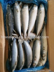 frozen mackerel frozen pacific mackerel mackerel fish saba mackerel canned mackerel