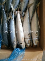 popular frozen land frozen pacific mackerel(scomber japonicus) saba mackerel for canning with HACCP
