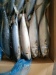 frozen mackerel frozen pacific mackerel mackerel fish saba mackerel canned mackerel