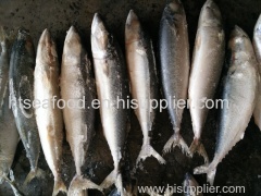 popular frozen land frozen pacific mackerel(scomber japonicus) saba mackerel for canning with HACCP
