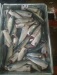 mackerel HGT HGT mackerel pacific mackerel HGT scomber japonicus HGT Frozen mackerel HGT