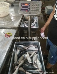 2017 New fresh pacific mackerel(scomber japonicus) HGT with HACCP on sale with competitive price
